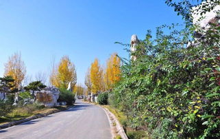 資質(zhì)取消后，如何確保園林綠化工程質(zhì)量與施工管理